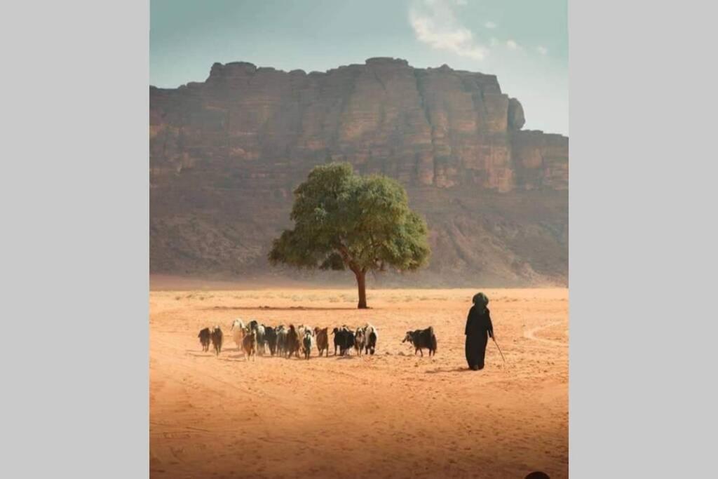 Bedouin Nature Travels 와디무사 외부 사진